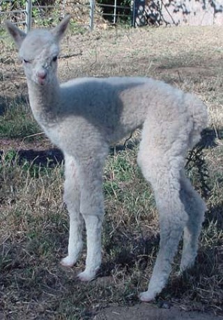 Cria #3